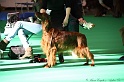 Crufts2011 019